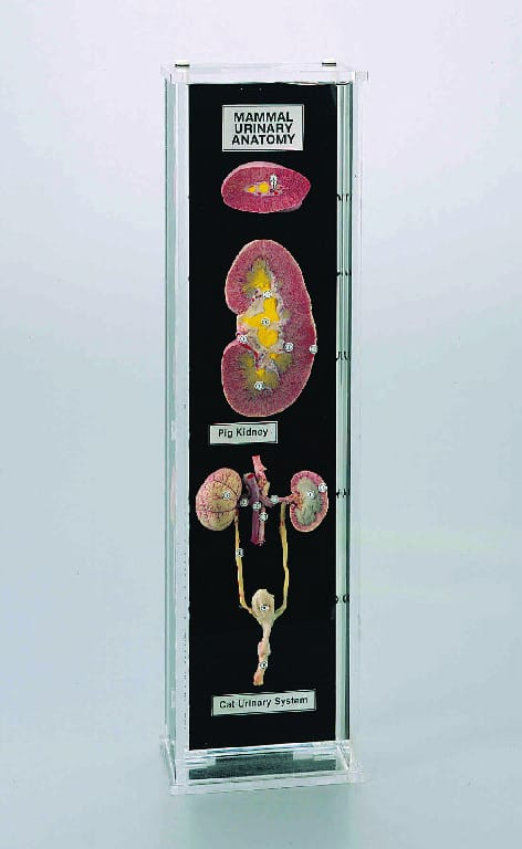 Ward's® Mammalian Urogenital Anatomy Museum Mount