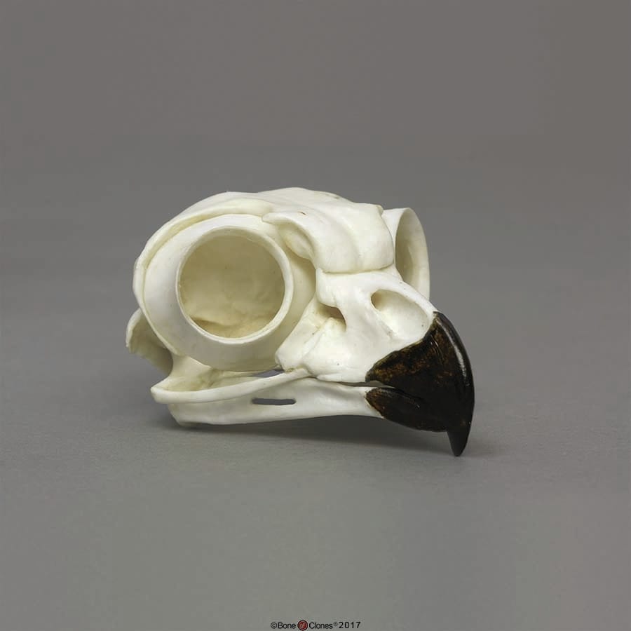 BoneClones® Animal Skulls, Avian
