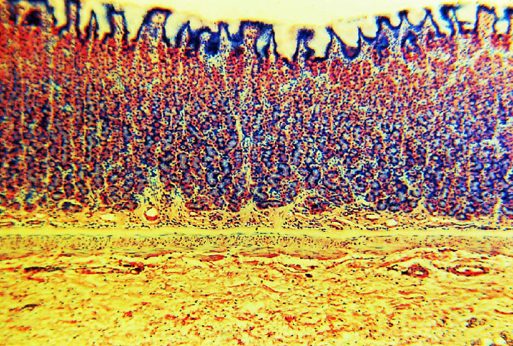 Stomach, Fundic Region, Mammal Slide