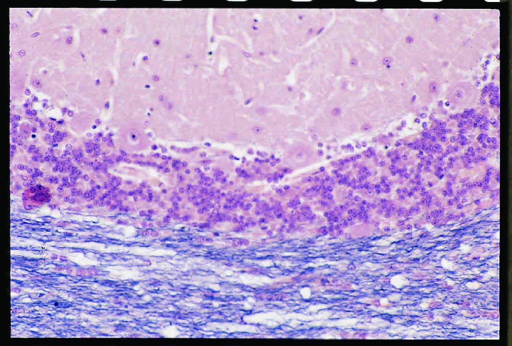 Cerebellum, Section, Weigerts and Nuclear Fast Red Stained Slides
