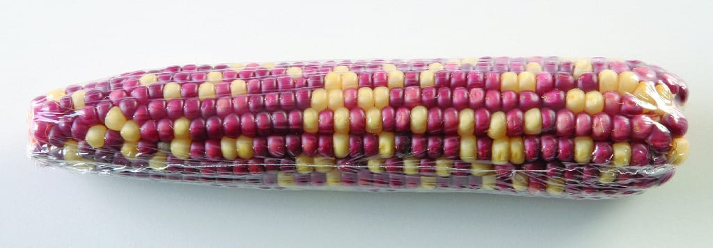 Genetic Corn Ears