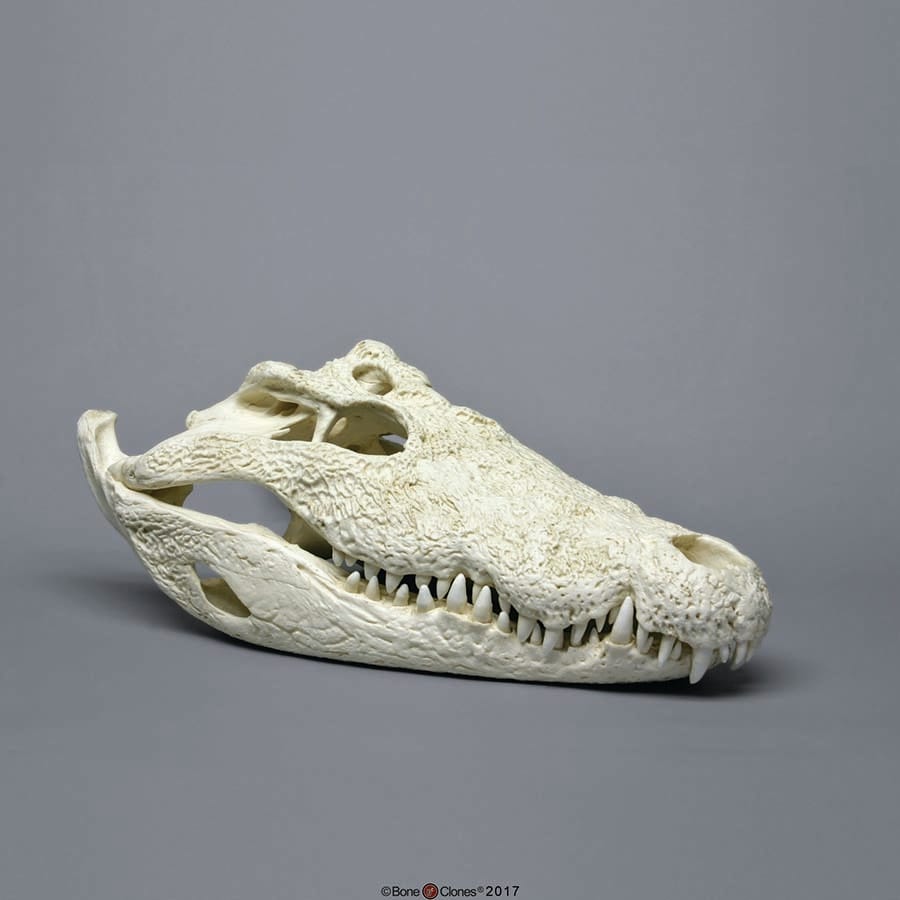 BoneClones® Animal Skulls, Reptilian