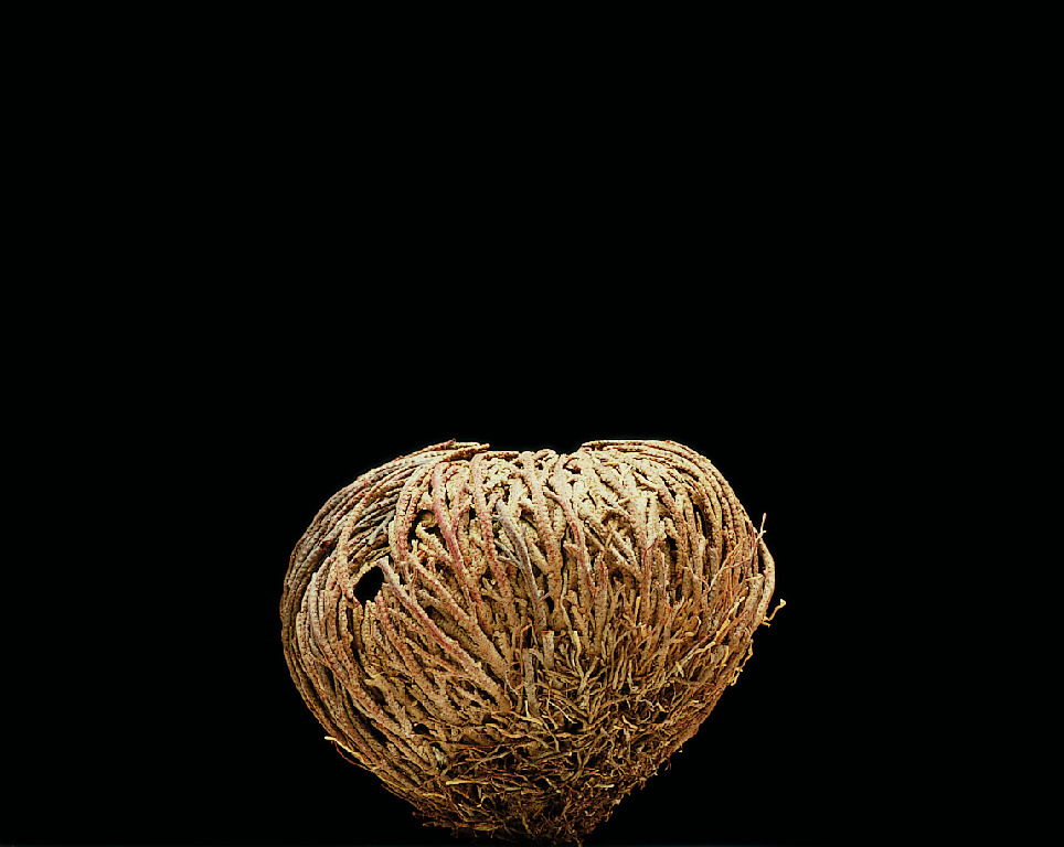 Resurrection Plant