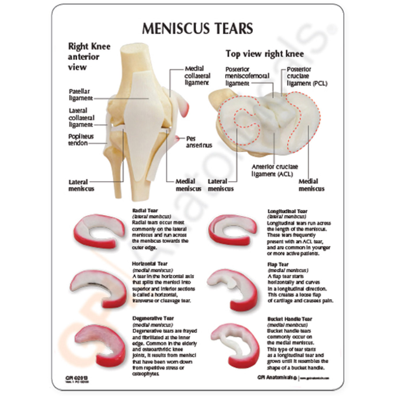 GPI Anatomicals® Meniscus Knee Model