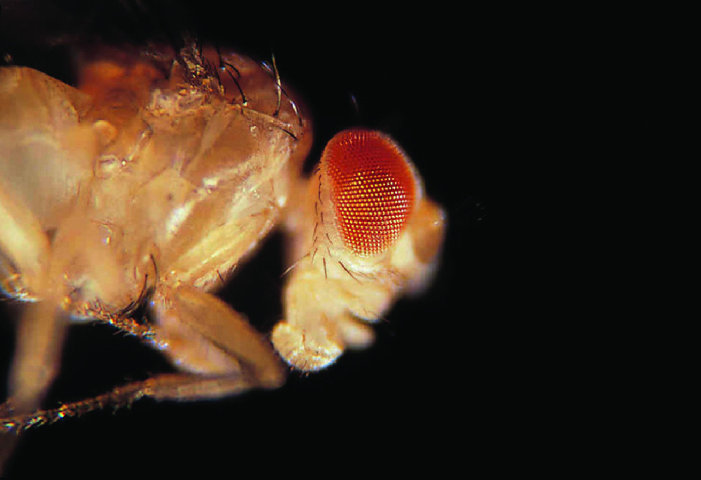 Ward's® Live <i>Drosophila melanogaster</i> - Chromosome II Mutants