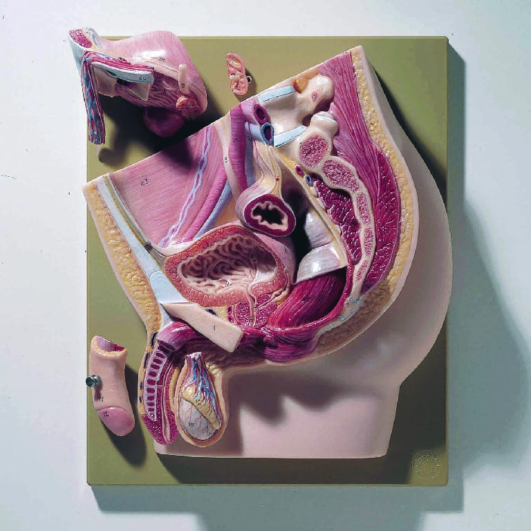 Somso® Comprehensive Male Pelvis Model