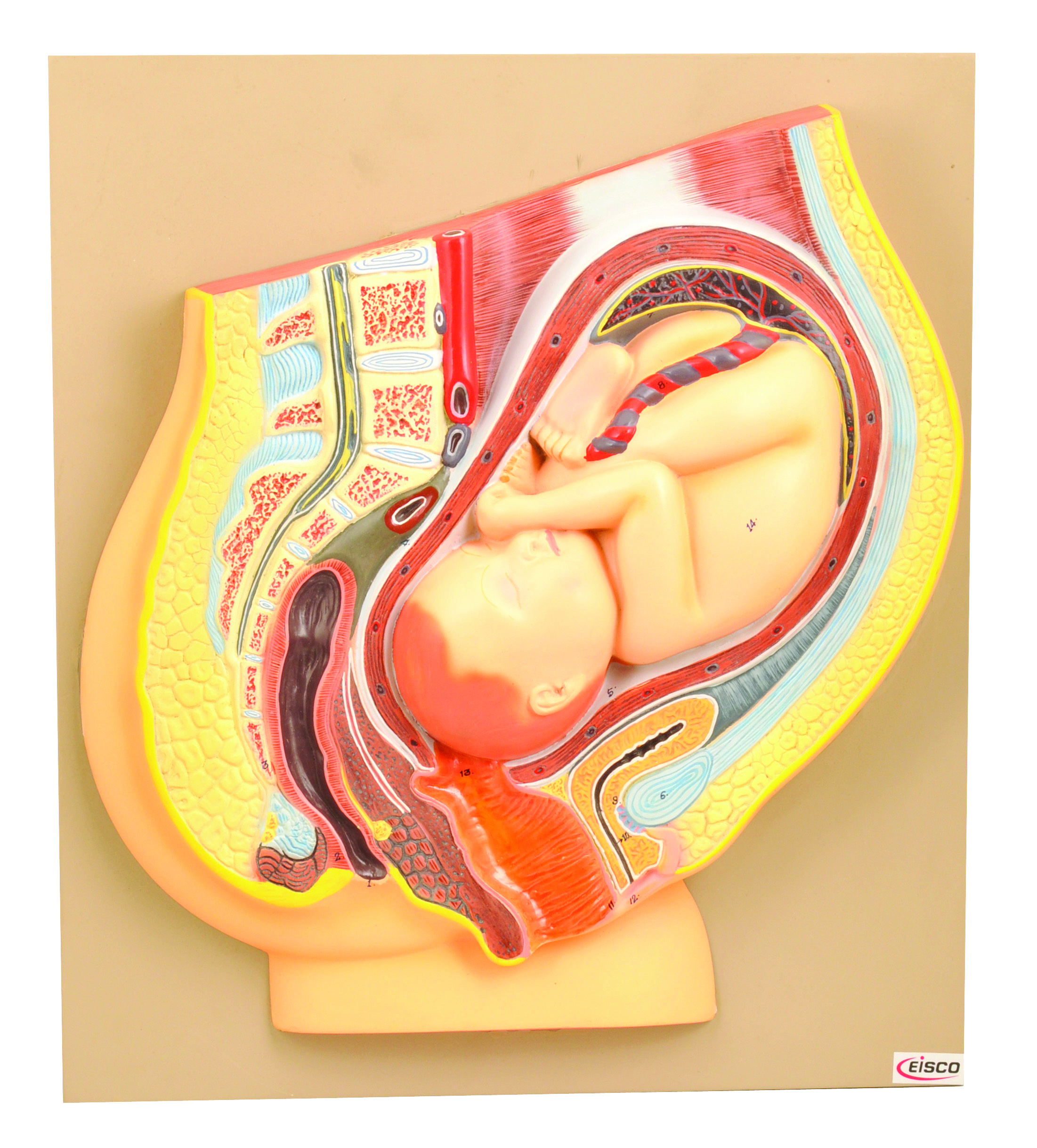 Eisco® Stages of Human Birth, Set of 7