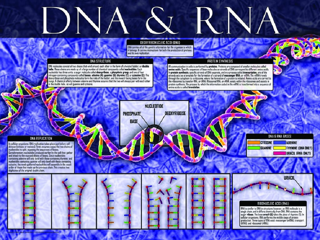 Cells: Structure, Function and Processes Posters