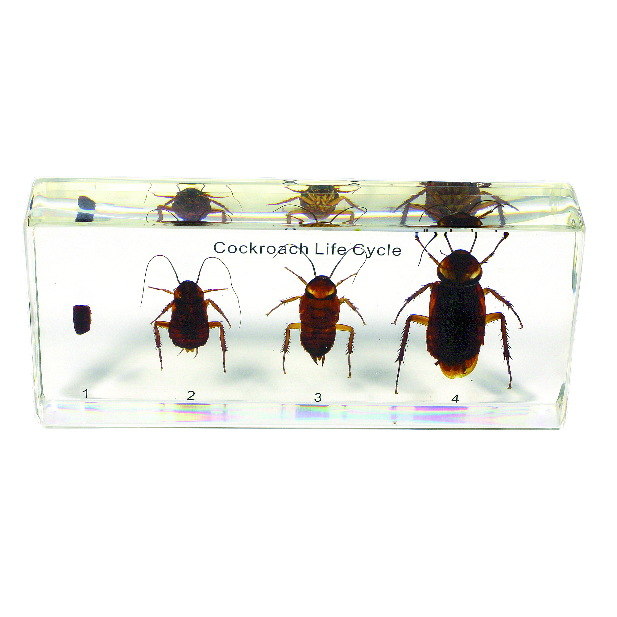 Cockroach Life Cycle Plastomount