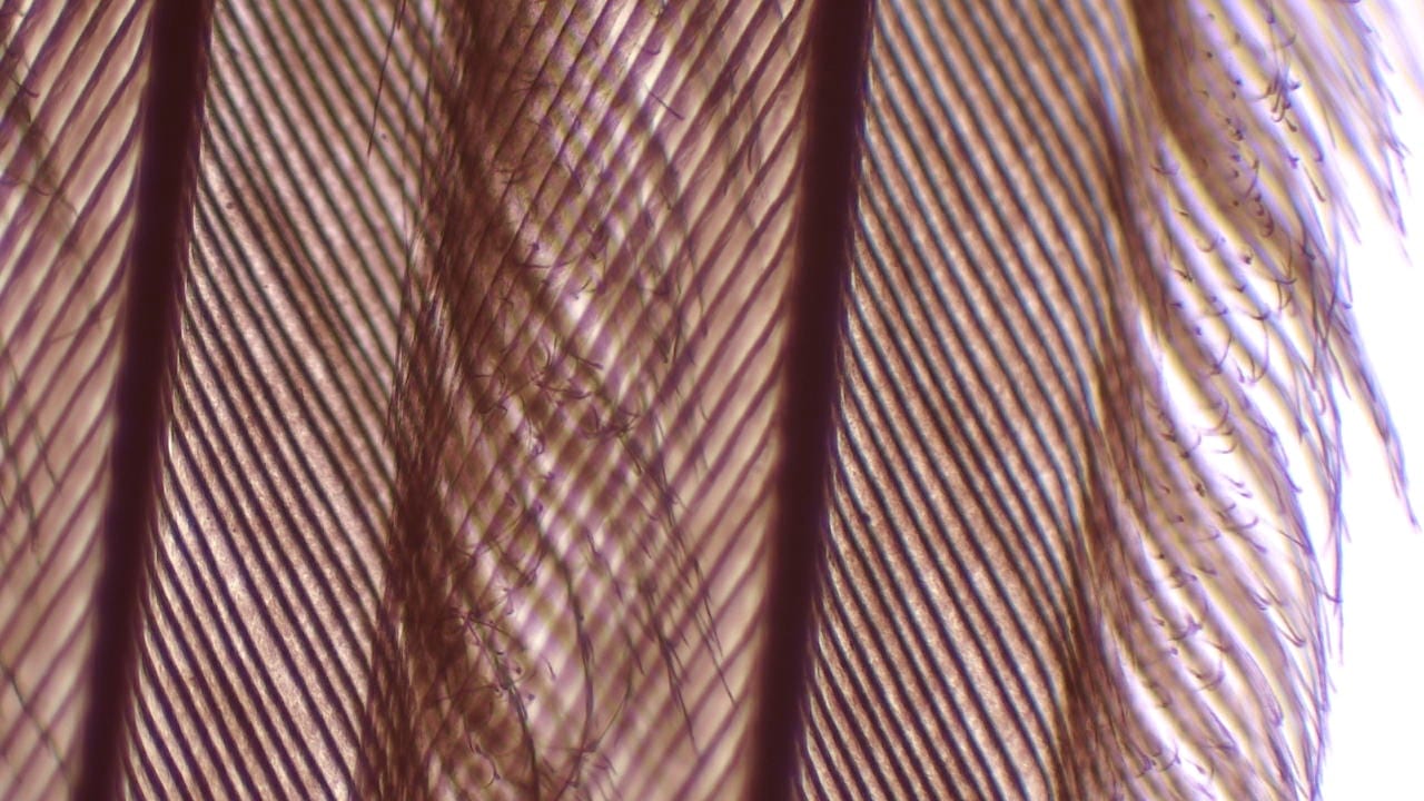 Contour, Vane Feather, Whole Mount Slides