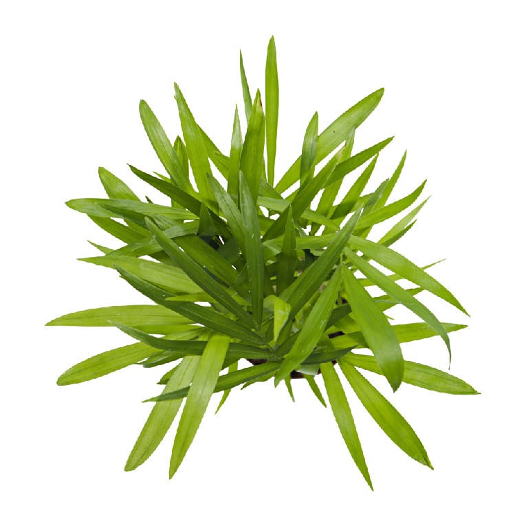 ReptiFauna Bioactive Plants