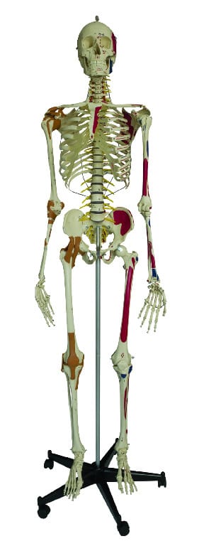 Rudiger® Super-Skeleton