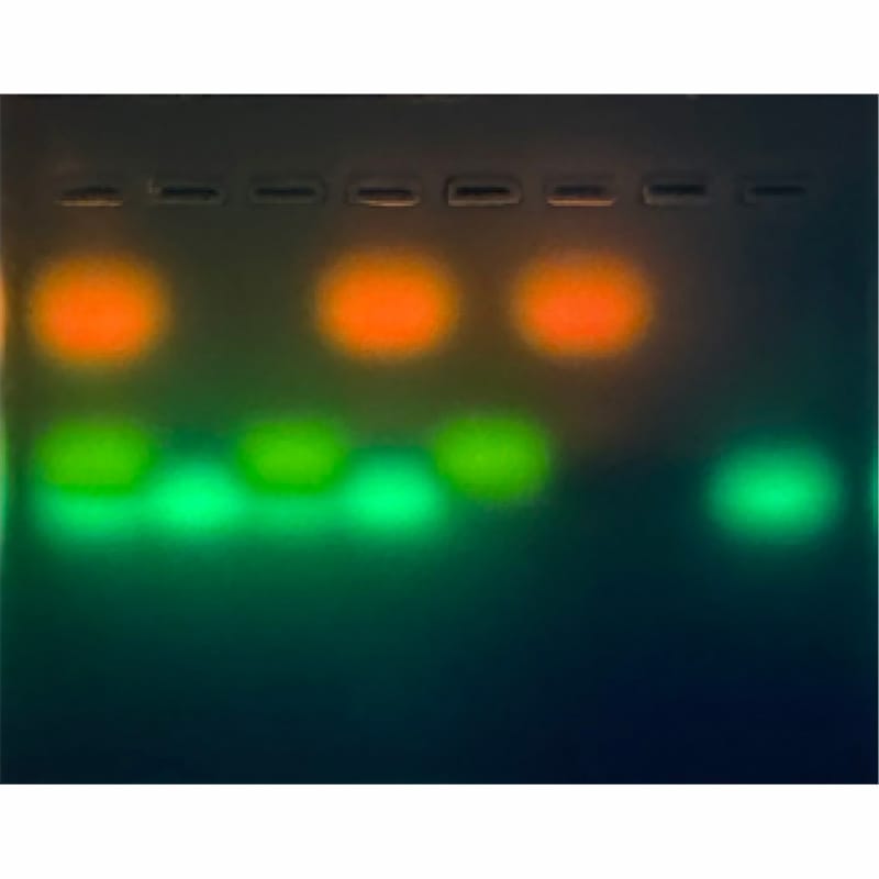 Edvotek® Decoding Fragile X Syndrome