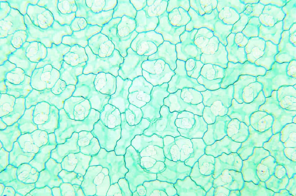 Stomates/Guard Cells Slide