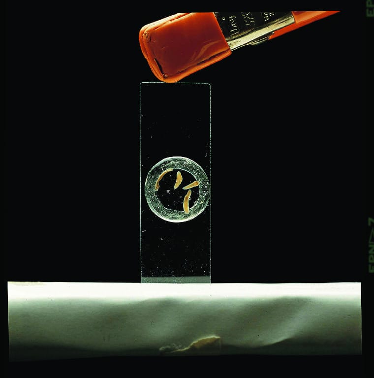 Ward's® Microaquarium Kit