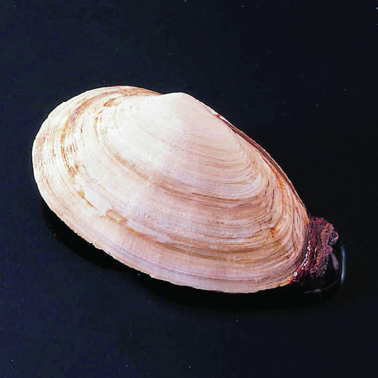 Ward's® Long-Neck Clam