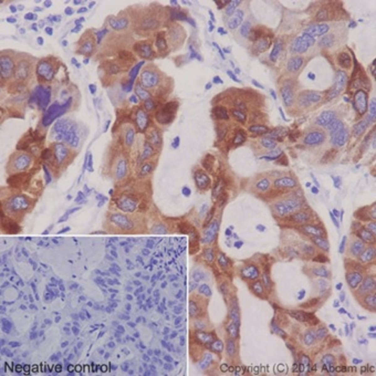 Anti-FDFT1 Rabbit Monoclonal Antibody [clone: EPR16481] | VWR, part of ...
