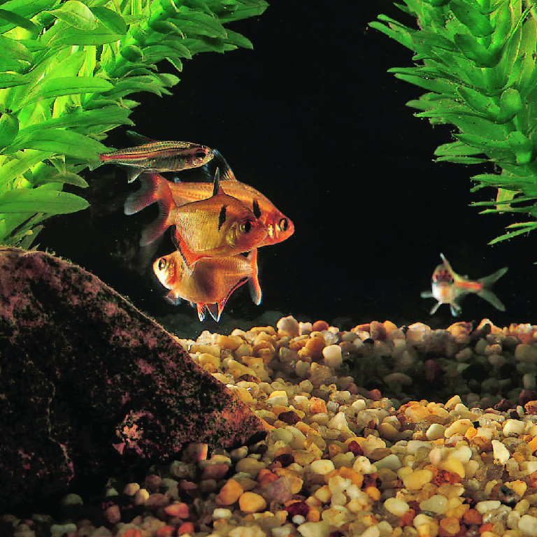 Assorted Tetra Fish