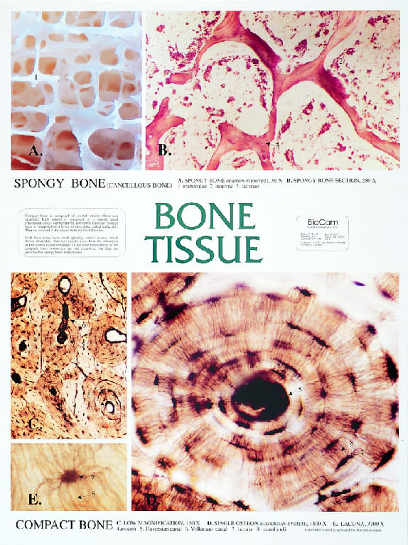 Biocam Mircohistology Charts