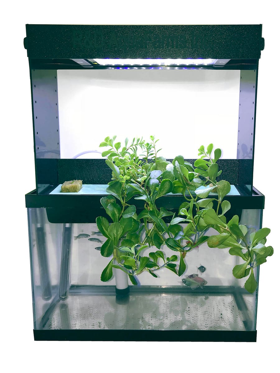 Desktop Aquaponics System