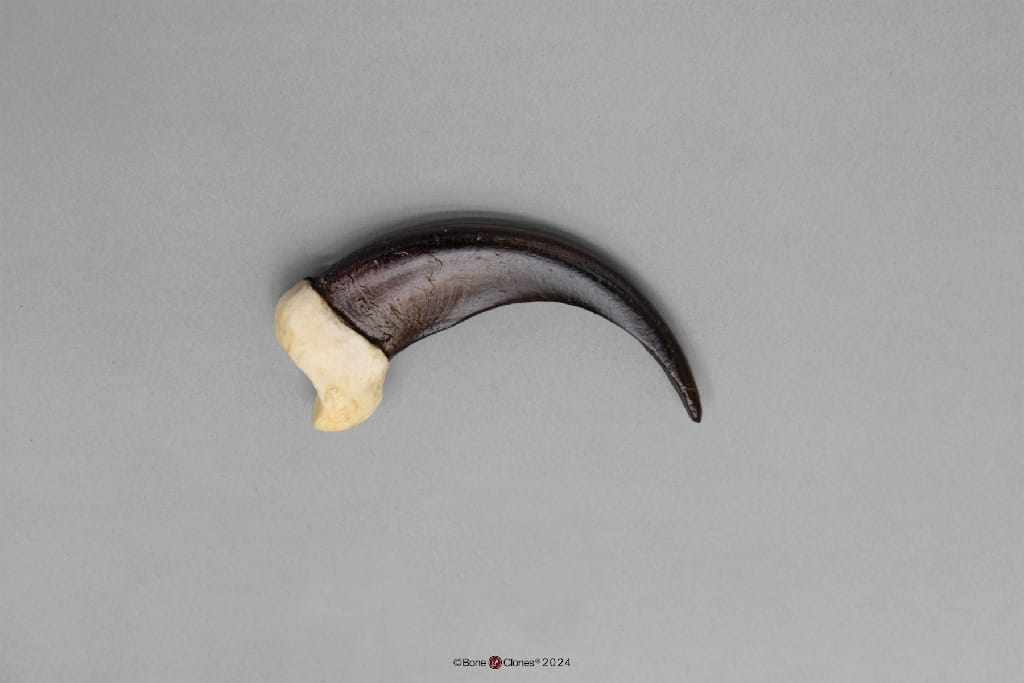 BoneClones® Replica Claws