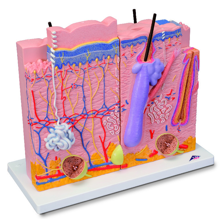 3B Scientific® Skin