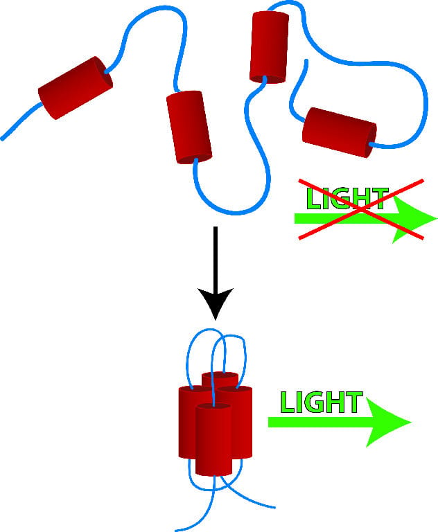 Protein Folding Study Activity Kit