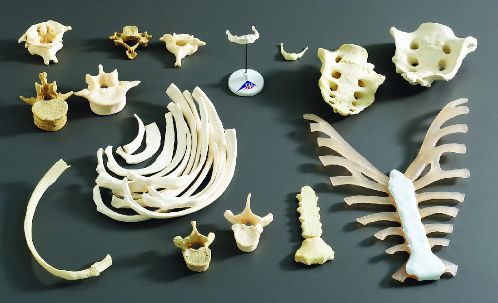 Somso® Individual Human Bones