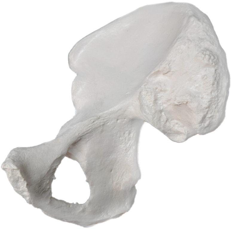 Eisco® Individual Bones