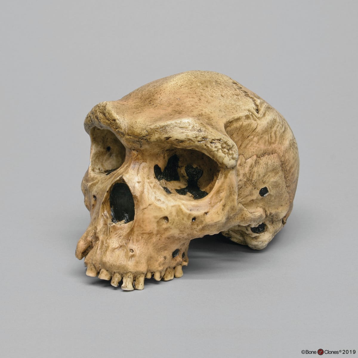 Bone Clones® Hominids Skull Series