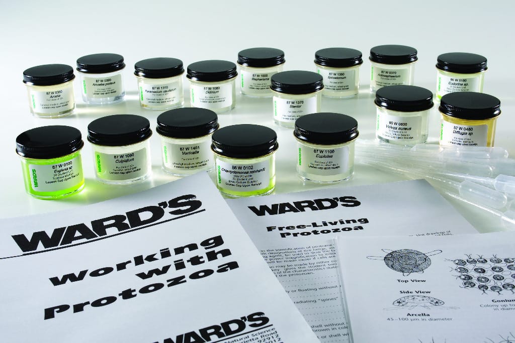 Ward's® Live College Protist Set