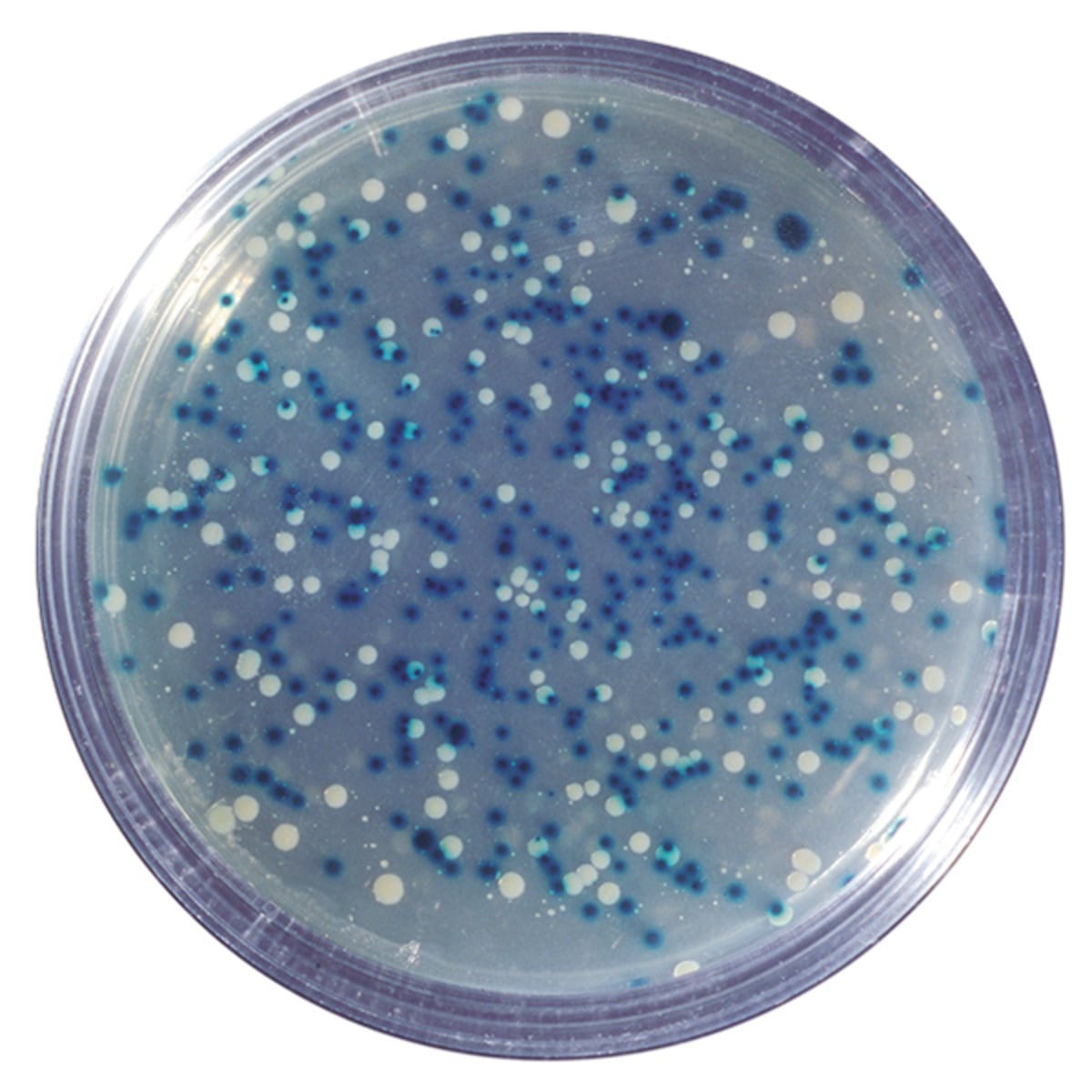 Blue/White Cloning of a DNA Fragment