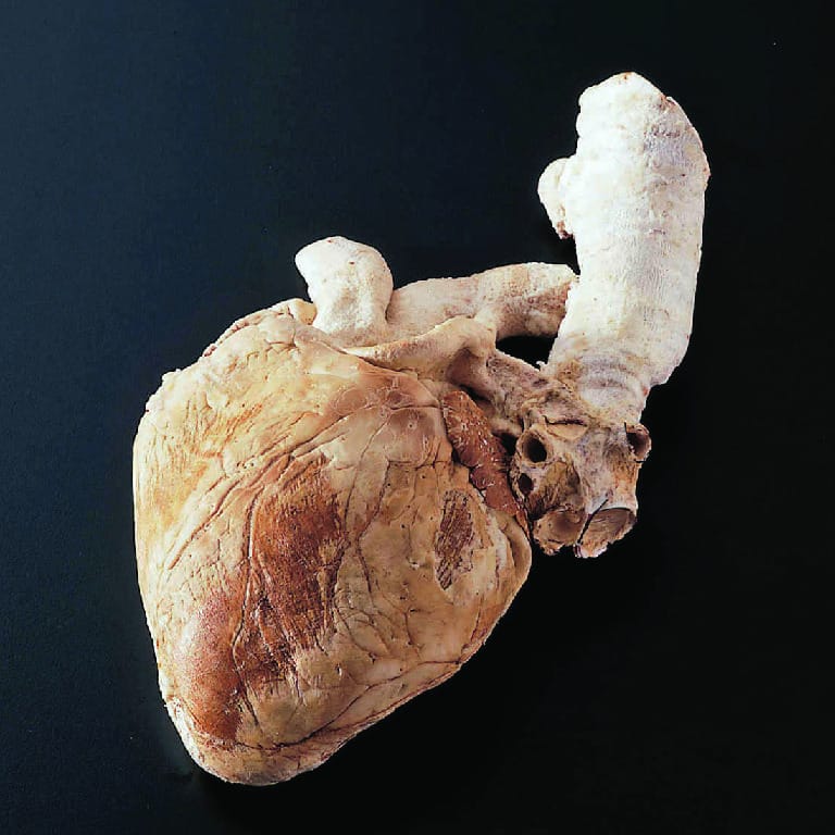 Freeze-Dried Sheep Heart with Aorta and Trachea