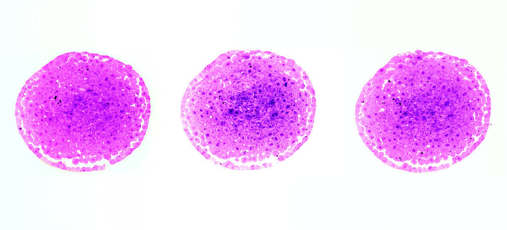 Fish Egg Development Slide