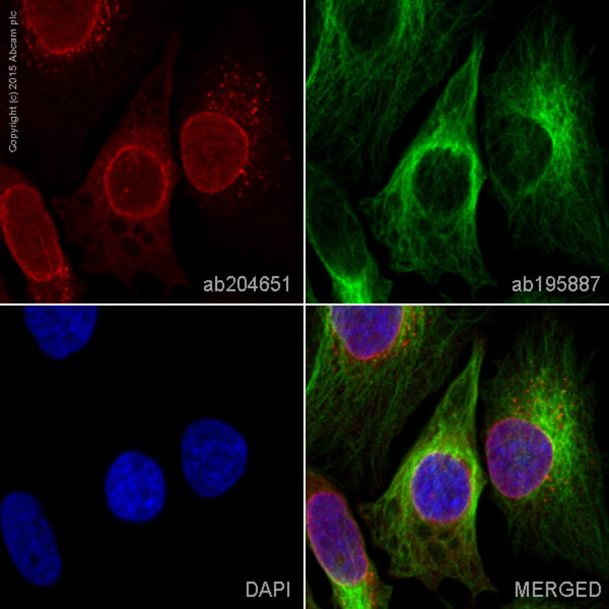 Anti-RanGAP1 Rabbit Monoclonal Antibody [clone: EPR3295] (Alexa Fluor ...