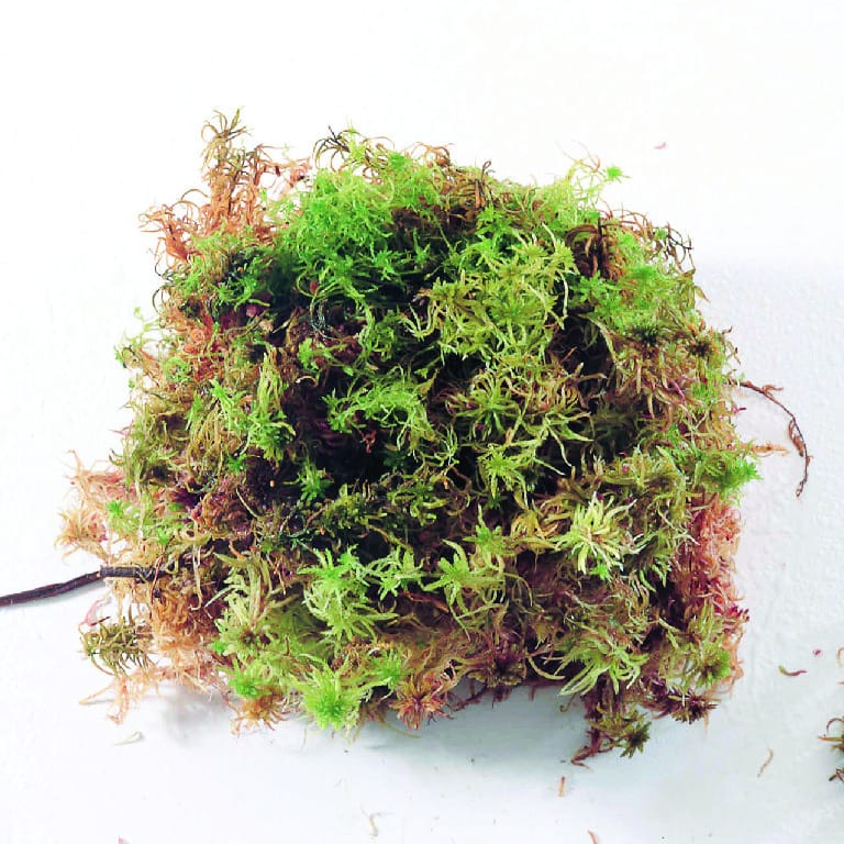 Sphagnum