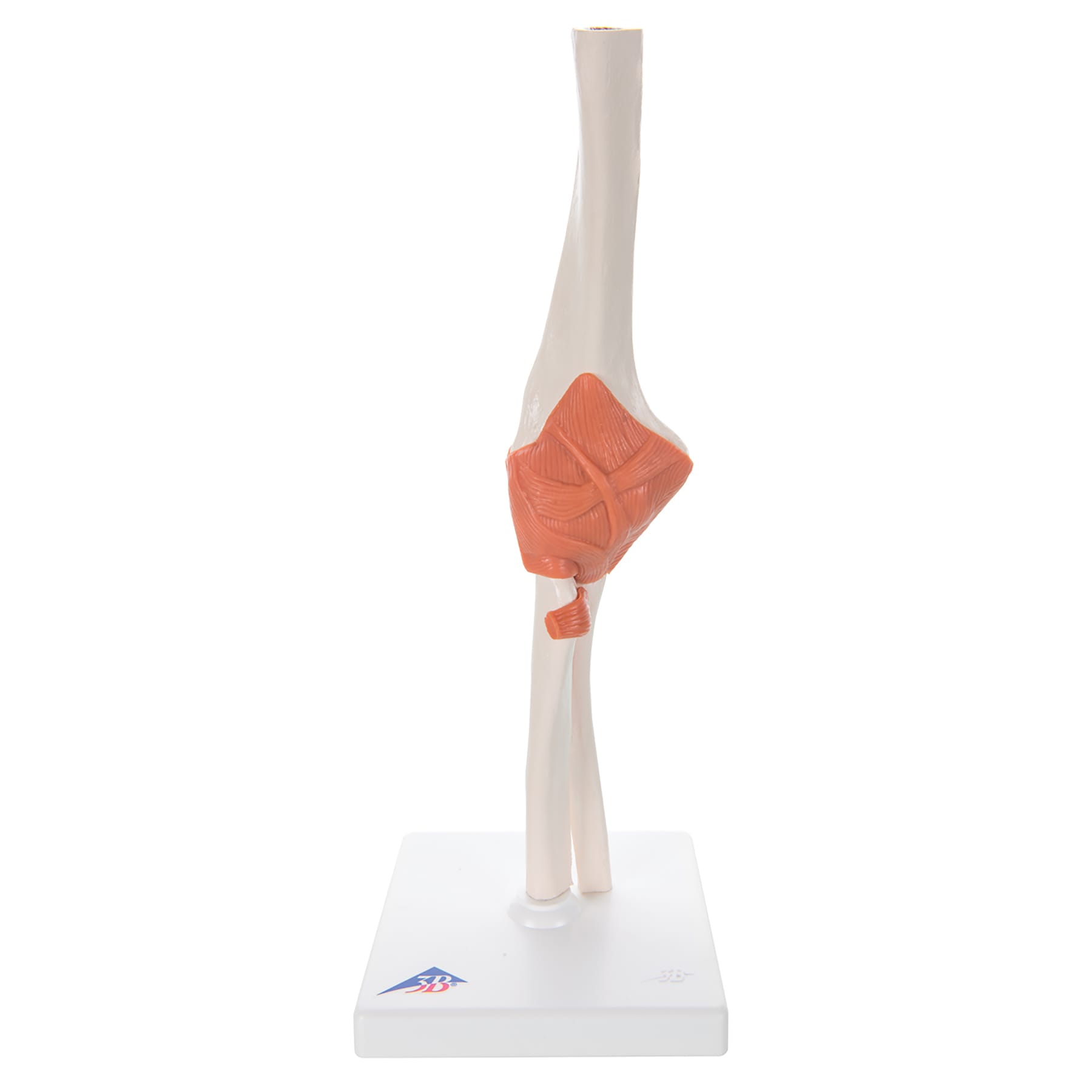3B Scientific® Functional Joint Models