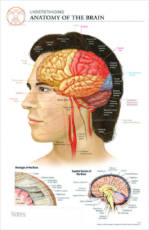 Post-It® Anatomical Charts