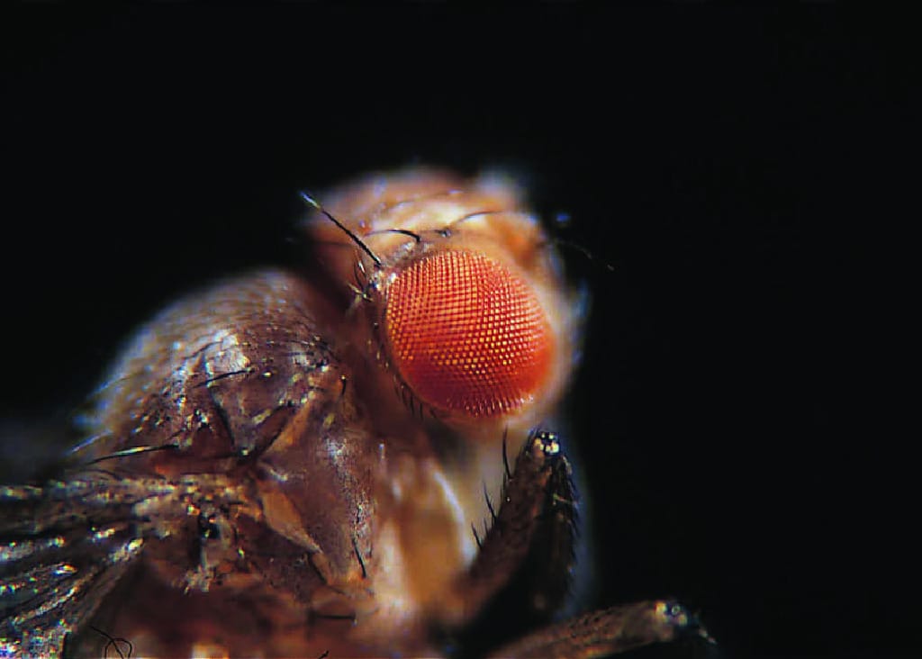 Ward's® Live <i>Drosophila melanogaster</i> - Chromosome II Mutants