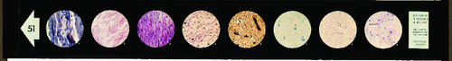 Animal Tissues Microslide: Musculo/Skeletal