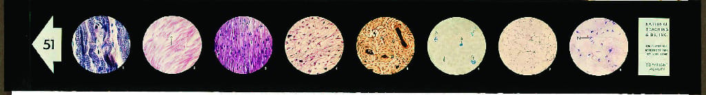 Animal Tissues Microslide: Musculo/Skeletal
