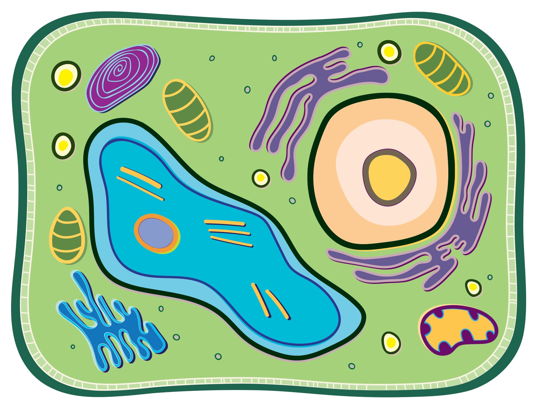See Through Cell Manipulatives