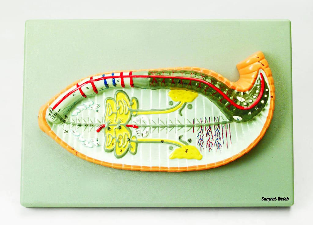 Eisco® Earthworm Dissection