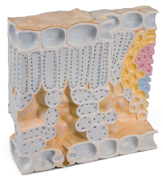 3B Scientific® Leaf Cross Section Model (Beech)