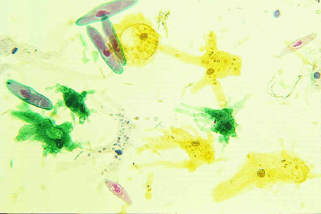 Eukaryote and Prokaryote Slide