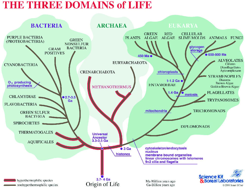 Three Domains of Classification: A Phylogenetic Tree Study Kit