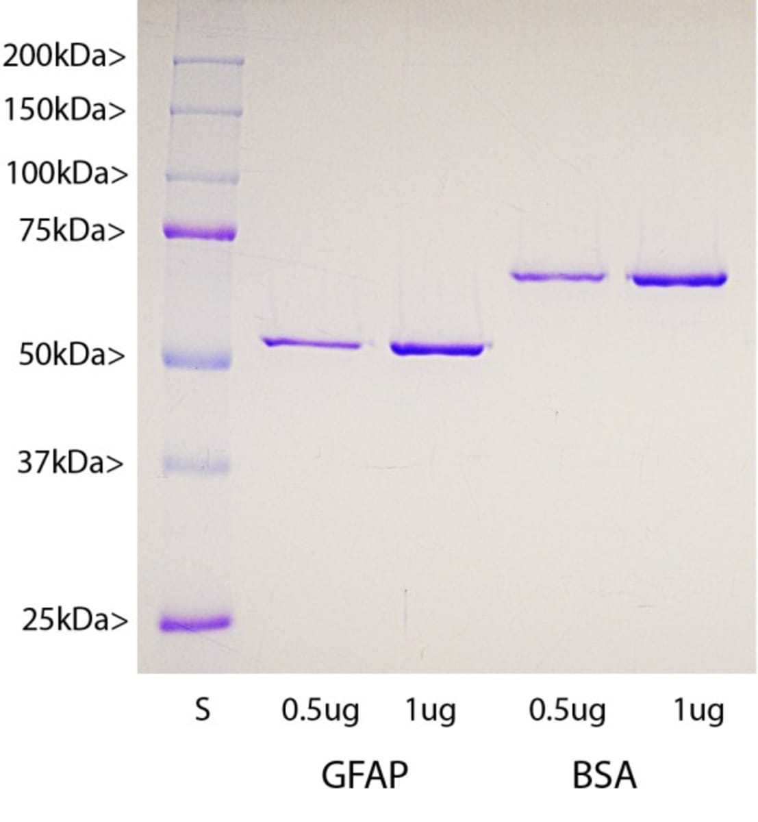 Human Recombinant GFAP (from E. coli) | VWR, part of Avantor
