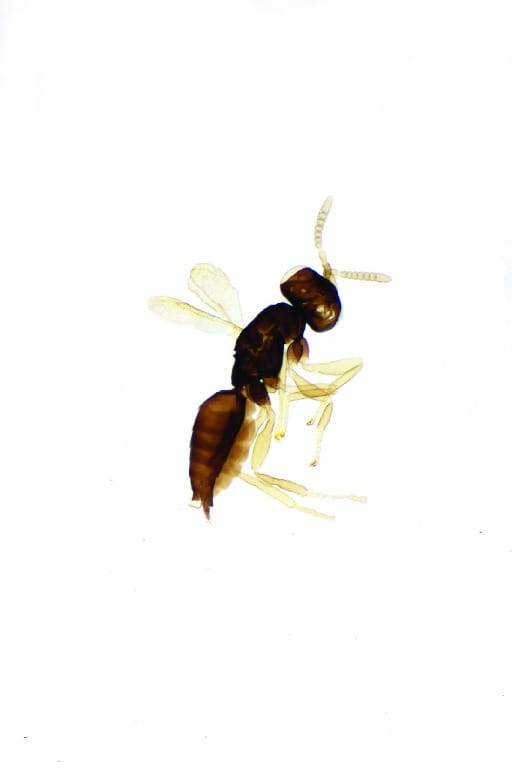 Nasonia, Adult Composite Slide