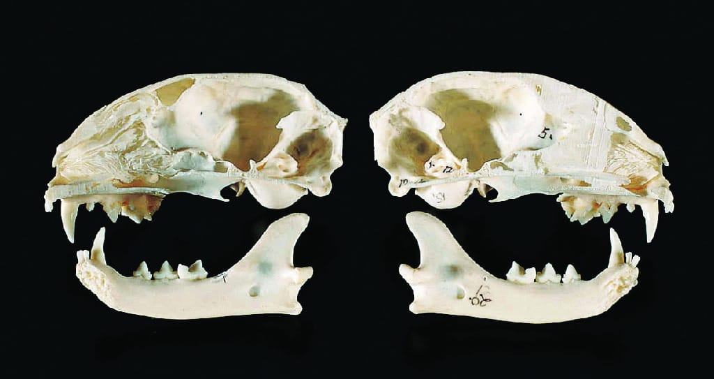 Bisected Cat Skull, Ward’s®