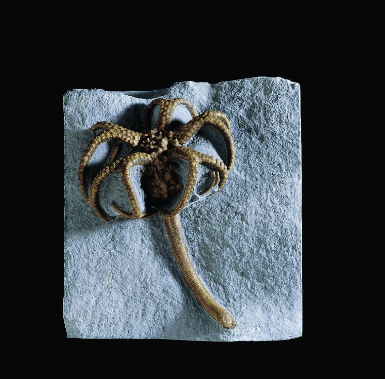 Gilbertsocrinus dispansus (Mississippian)
